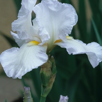 Iris germanica 'Lucy Andry' 