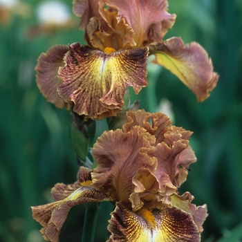 Iris germanica 'Magic Show' 