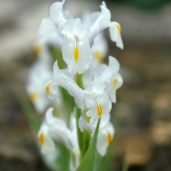 Iris magnifica