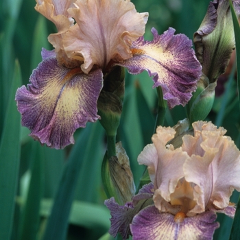 Iris germanica 'Maharishi' 