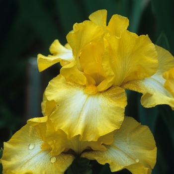 Iris germanica 'Memo' 