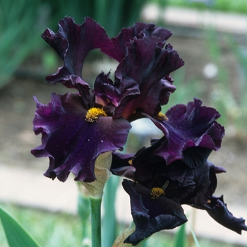 Iris germanica 'Men in Black' 