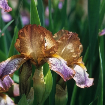 Iris germanica 'Merit' 