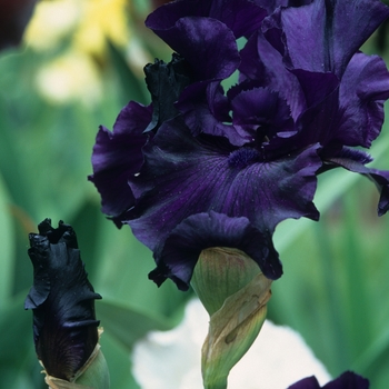 Iris germanica 'Midnight Fragrance' 