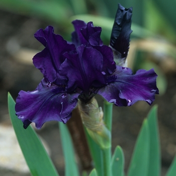 Iris germanica 'Midsummer Night Dream' 