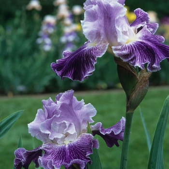 Iris germanica 'Mind Reader' 