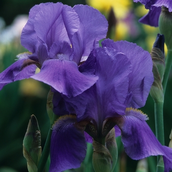 Iris germanica 'Missouri' 