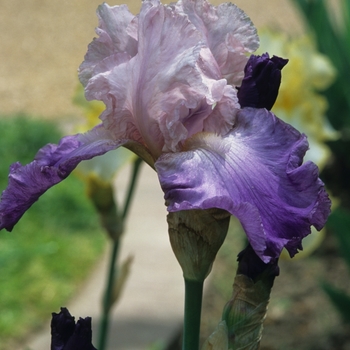 Iris germanica 'Misty Lady' 
