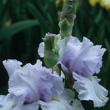 Iris germanica 'Modern Times' 