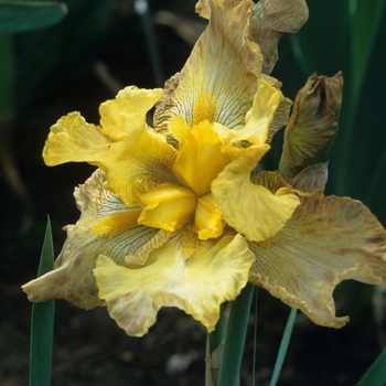 Iris germanica 'Mouse' 