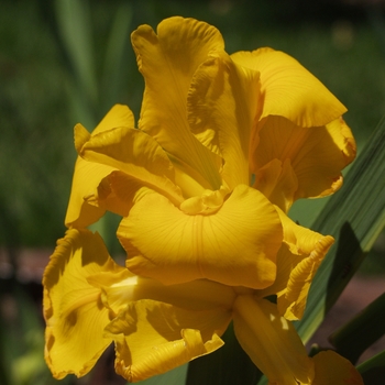 Iris 'My Gold' 