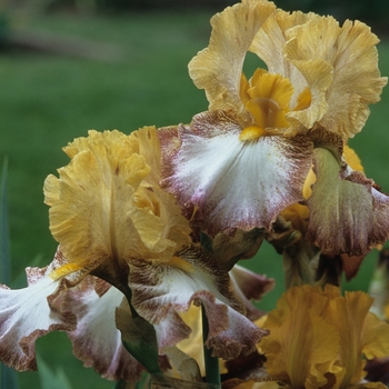 Iris germanica 'New Cool' 
