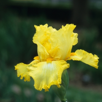 Iris germanica 'New Moon' 