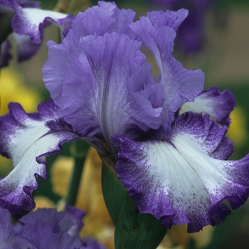 Iris germanica 'Next Step' 