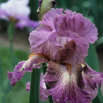 Iris germanica 'Nice Niece' 