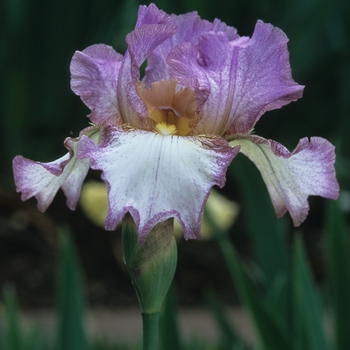 Iris germanica 'Northwood Ho' 