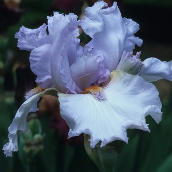 Iris germanica 'Nothing But Net' 
