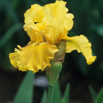 Iris germanica 'October' 