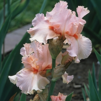 Iris germanica 'October Splendor' 