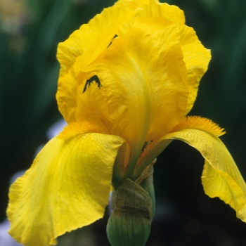 Iris germanica 'Ola Kala' 