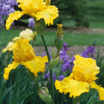 Iris germanica 'Opportunity' 