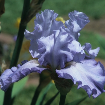 Iris germanica 'Oregon Skies' 
