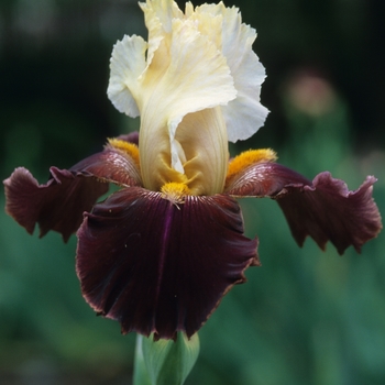 Iris germanica 'Osaka' 