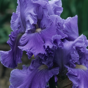 Iris germanica 'Pacific Destiny' 