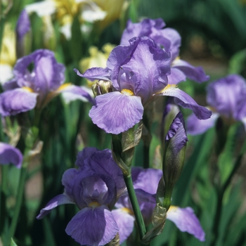 Iris 'Pansy Grace' 