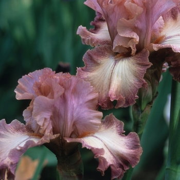 Iris germanica 'Pink Charming' 