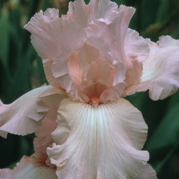 Iris germanica 'Pink Taffeta' 
