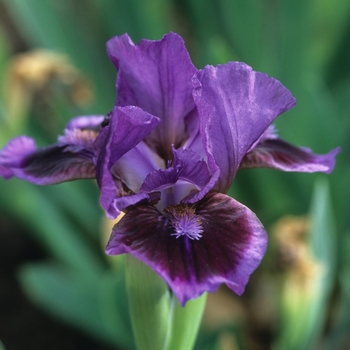 Iris germanica 'Plum Lucious' 