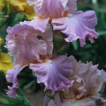 Iris germanica 'Poem of Ecstasy' 