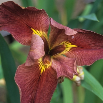 Iris 'Popsie'