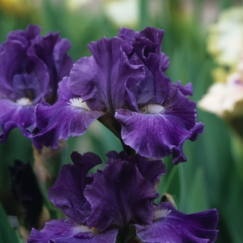 Iris germanica 'Prism' 