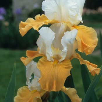 Iris germanica 'Pumpkin Cheesecake' 