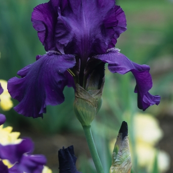 Iris germanica 'Purple Magic' 