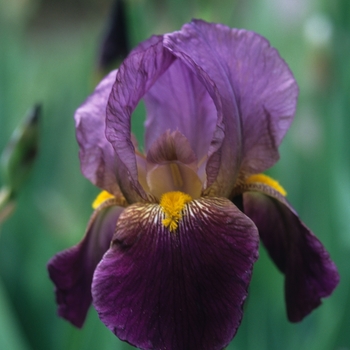 Iris 'Ramness' 