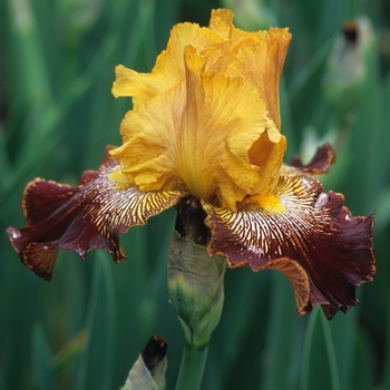 Iris germanica 'Red Hat' 
