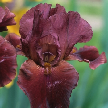 Iris germanica 'Red Rider' 