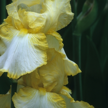 Iris germanica 'Rielle' 