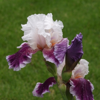 Iris germanica 'Ringo' 