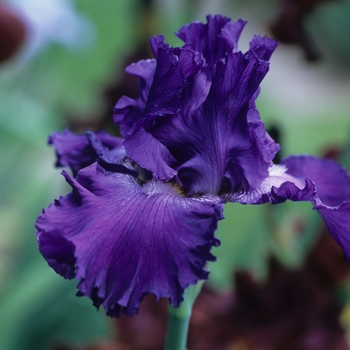 Iris germanica 'Rivers Edge' 