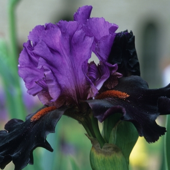 Iris germanica 'Romantic Evening' 