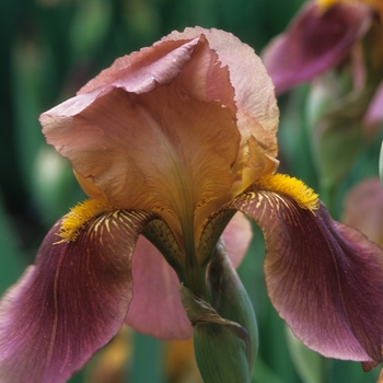 Iris germanica 'Rosy Wings' 