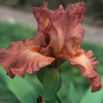 Iris germanica 'Ruffled Sunrise' 