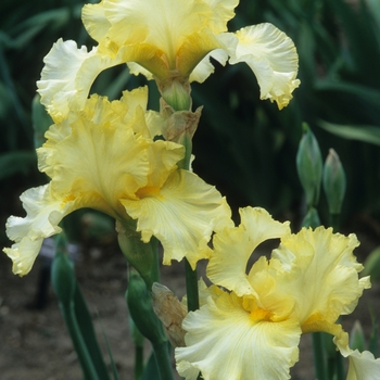 Iris germanica 'Ruffled Sunshine' 