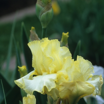 Iris germanica 'Saxon' 