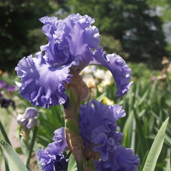 Iris germanica 'Sea Power' 