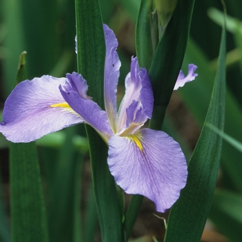 Iris louisiana 'Sea Wisp' 